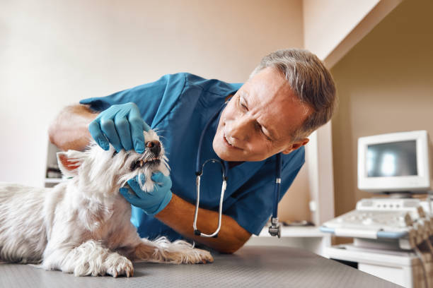Best Mobile Emergency Dentist in Bangor, ME